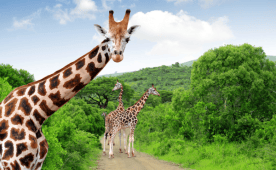 Lendas Sul Africanas